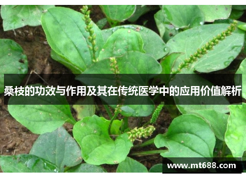 桑枝的功效与作用及其在传统医学中的应用价值解析